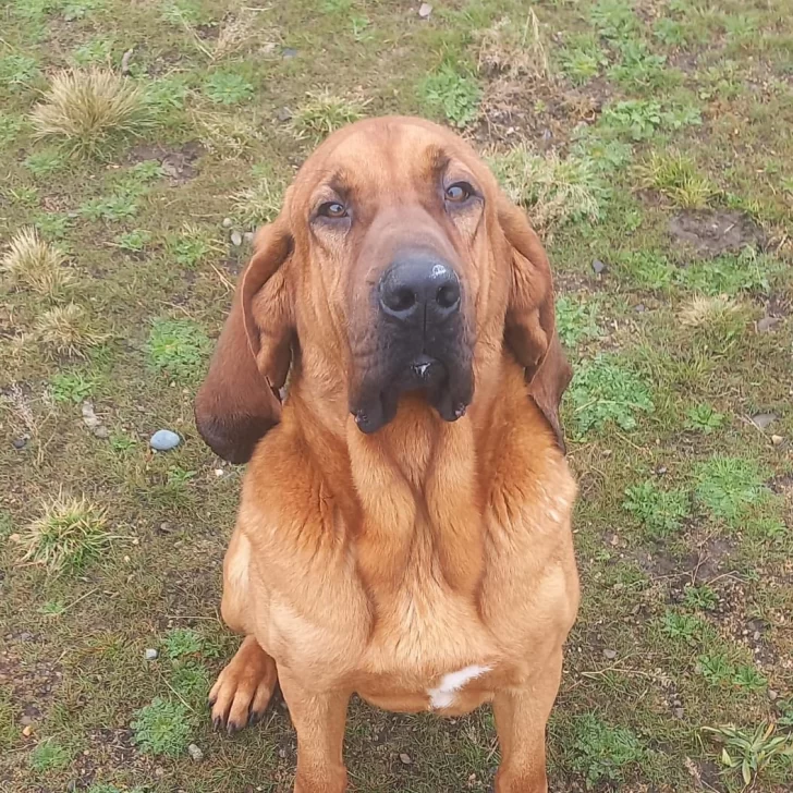 Conmovedora despedida a Odín, el perro policía de Río Gallegos: “Honor y gratitud por su noble servicio” Conmovedora despedida a Odín, el perro policía de Río Gallegos: “Honor y gratitud por su noble servicio”