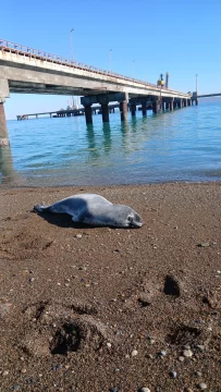 Foca leopardo herida en Punta Loyola: “Las heridas son por haberse enfrentado a otro animal, pero está saludable” Foca leopardo herida en Punta Loyola: “Las heridas son por haberse enfrentado a otro animal, pero está saludable”