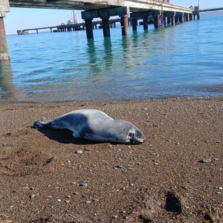 Foca leopardo herida en Punta Loyola: “Las heridas son por haberse enfrentado a otro animal, pero está saludable” Foca leopardo herida en Punta Loyola: “Las heridas son por haberse enfrentado a otro animal, pero está saludable”