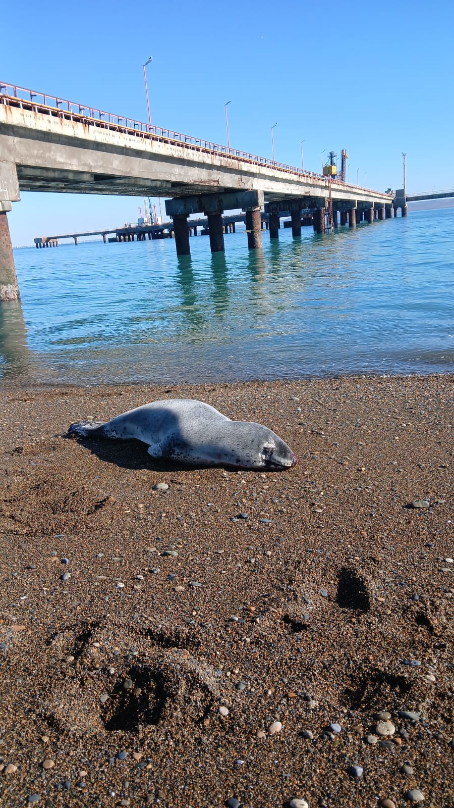 Apareció una foca leopardo herida en el muelle de Punta Loyola