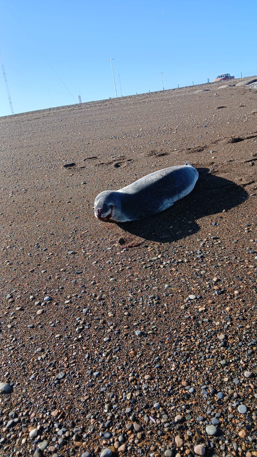 Apareció una foca leopardo herida en el muelle de Punta Loyola