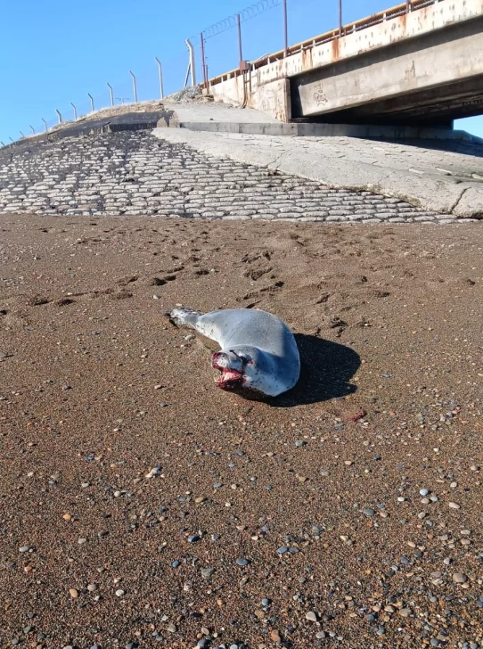 Apareció una foca leopardo herida en el muelle de Punta Loyola