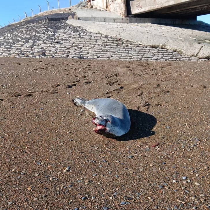 Apareció una foca leopardo herida en el muelle de Punta Loyola Apareció una foca leopardo herida en el muelle de Punta Loyola