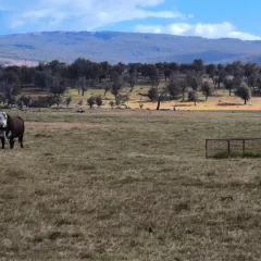 Santa Cruz, entre los desafíos y el potencial de la producción ganadera