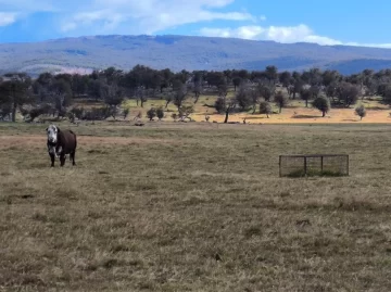 Santa Cruz, entre los desafíos y el potencial de la producción ganadera Santa Cruz, entre los desafíos y el potencial de la producción ganadera