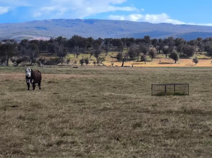 Santa Cruz, entre los desafíos y el potencial de la producción ganadera