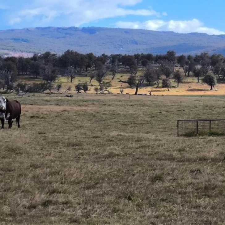 Santa Cruz, entre los desafíos y el potencial de la producción ganadera Santa Cruz, entre los desafíos y el potencial de la producción ganadera
