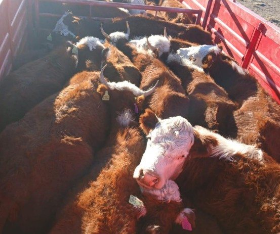 Santa Cruz, entre los desafíos y el potencial de la producción ganadera Santa Cruz, entre los desafíos y el potencial de la producción ganadera