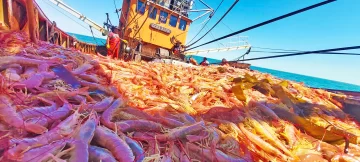 Pesca nacional: se elevó de 30 al 36% el límite de producción de colas de langostino en congeladores Pesca nacional: se elevó de 30 al 36% el límite de producción de colas de langostino en congeladores
