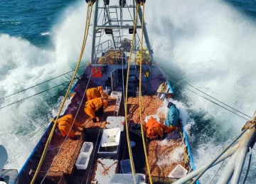 Langostino: se reactivó la zafra, pero las exportaciones cayeron USD 400 millones Langostino: se reactivó la zafra, pero las exportaciones cayeron USD 400 millones