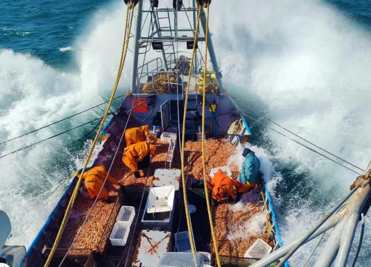 Langostino: se reactivó la zafra, pero las exportaciones cayeron USD 400 millones