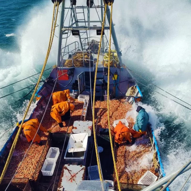 Langostino: se reactivó la zafra, pero las exportaciones cayeron USD 400 millones Langostino: se reactivó la zafra, pero las exportaciones cayeron USD 400 millones