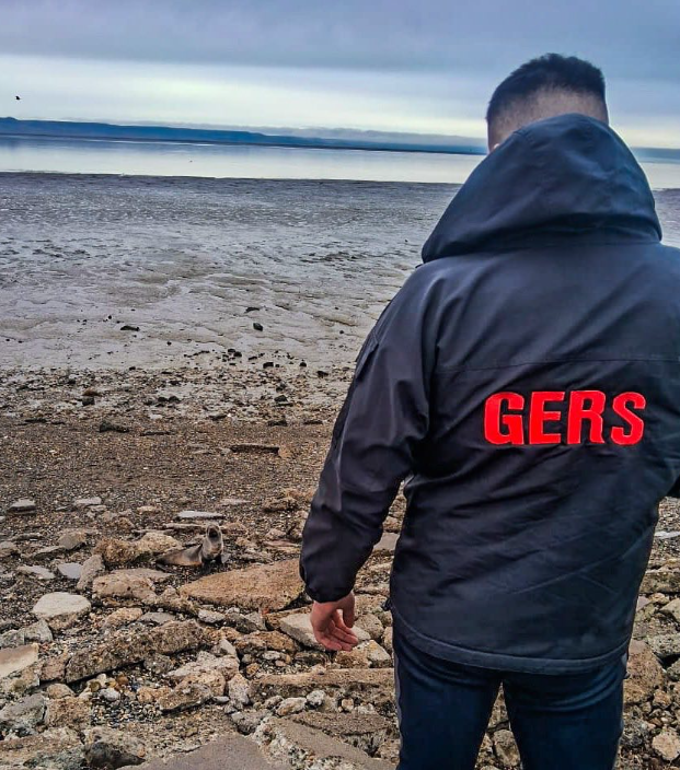 Rescataron a un lobo marino en la costanera de Río Gallegos