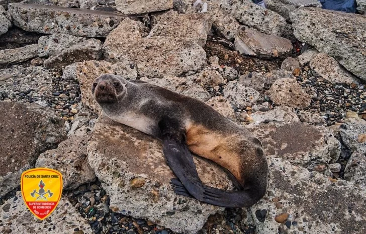 Rescataron a un lobo marino en la costanera de Río Gallegos