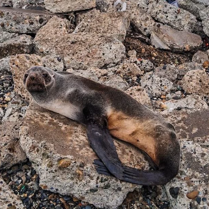 Rescataron a un lobo marino en la costanera de Río Gallegos Rescataron a un lobo marino en la costanera de Río Gallegos