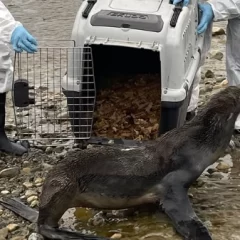 El lobo marino que había aparecido en la costanera de Río Gallegos regresó al agua