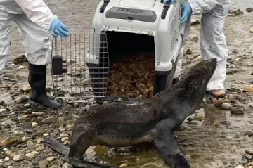 El lobo marino que había aparecido en la costanera de Río Gallegos regresó al agua El lobo marino que había aparecido en la costanera de Río Gallegos regresó al agua