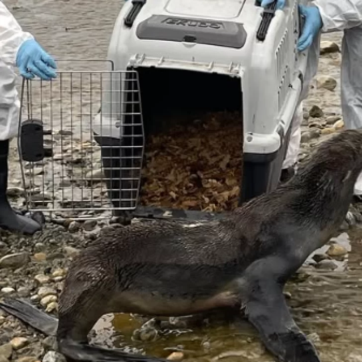 El lobo marino que había aparecido en la costanera de Río Gallegos regresó al agua El lobo marino que había aparecido en la costanera de Río Gallegos regresó al agua