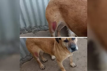 Crueldad animal en Río Gallegos: le cortaron el muslo a una perra y vecinos la rescataron Crueldad animal en Río Gallegos: le cortaron el muslo a una perra y vecinos la rescataron