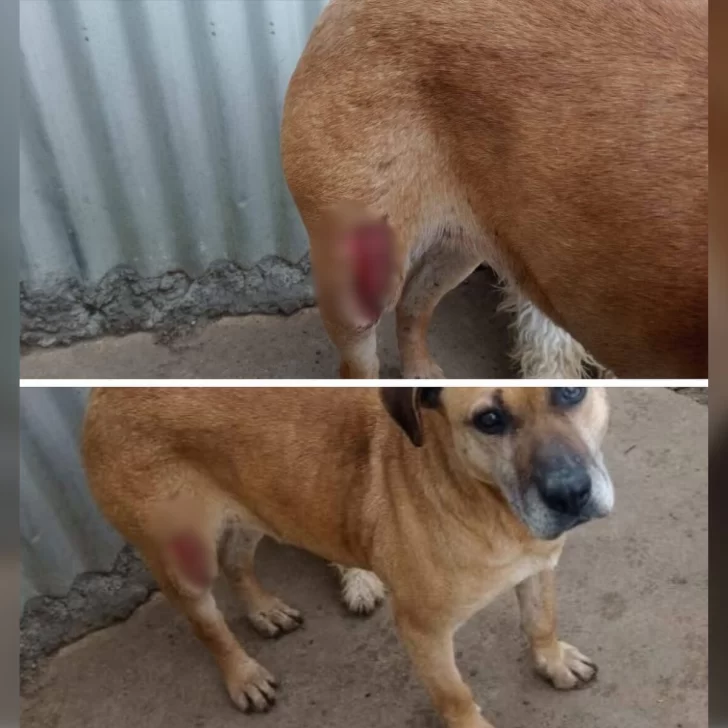 Crueldad animal en Río Gallegos: le cortaron el muslo a una perra y vecinos la rescataron Crueldad animal en Río Gallegos: le cortaron el muslo a una perra y vecinos la rescataron