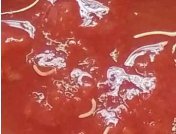 Alerta por lote de tomate Marolio con posibles gusanos: cómo identificar el envase y evitar consumirlo Alerta por lote de tomate Marolio con posibles gusanos: cómo identificar el envase y evitar consumirlo