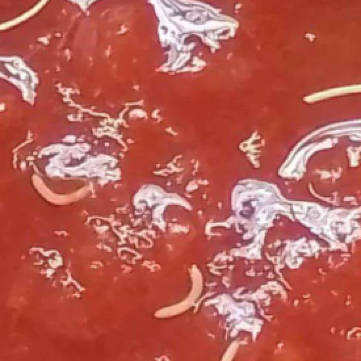 Alerta por lote de tomate Marolio con posibles gusanos: cómo identificar el envase y evitar consumirlo Alerta por lote de tomate Marolio con posibles gusanos: cómo identificar el envase y evitar consumirlo