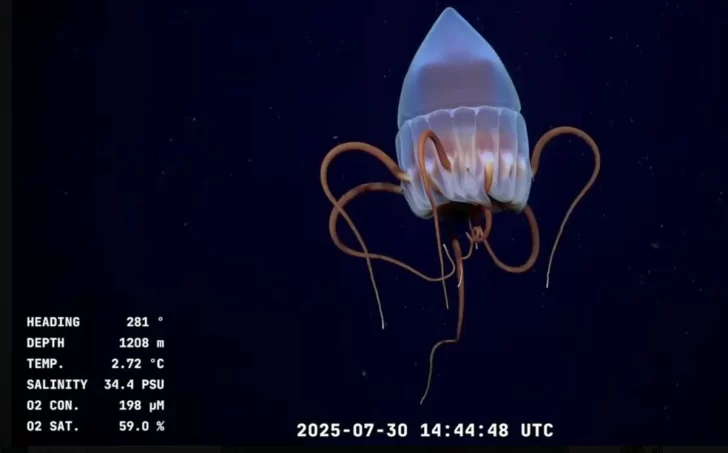 Un patagónico en las profundidades del Atlántico: ciencia argentina a casi 4.000 metros bajo el mar