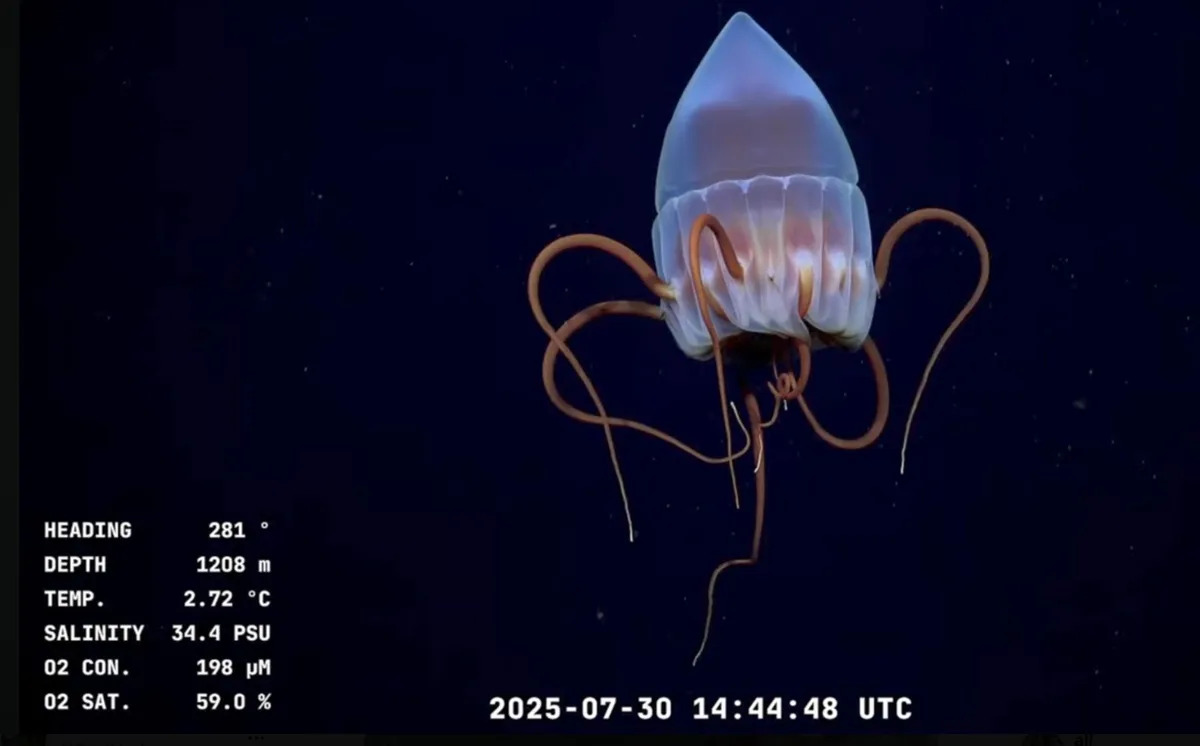 Un patagónico en las profundidades del Atlántico: ciencia argentina a casi 4.000 metros bajo el mar