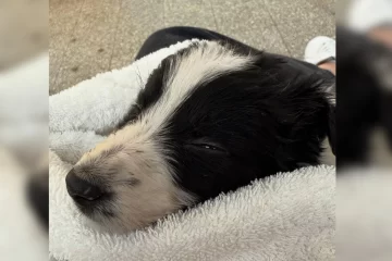 Murió Ramoncito, único cachorrito que sobrevivió al abandono en un descampado de Río Gallegos Murió Ramoncito, único cachorrito que sobrevivió al abandono en un descampado de Río Gallegos