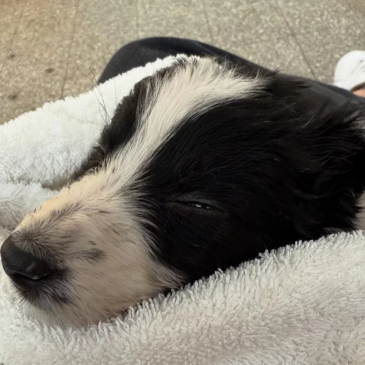 Murió Ramoncito, único cachorrito que sobrevivió al abandono en un descampado de Río Gallegos Murió Ramoncito, único cachorrito que sobrevivió al abandono en un descampado de Río Gallegos