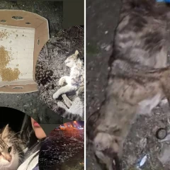 Crueldad animal: hallaron un perro muerto y dos gatos abandonados en el barrio Padre Olivieri