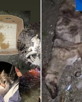 Crueldad animal: hallaron un perro muerto y dos gatos abandonados en el barrio Padre Olivieri Crueldad animal: hallaron un perro muerto y dos gatos abandonados en el barrio Padre Olivieri