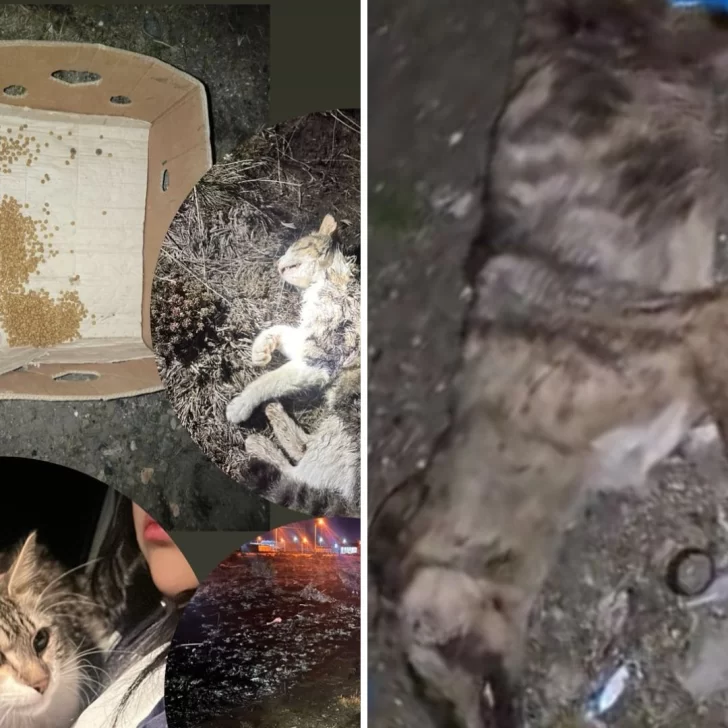 Crueldad animal: hallaron un perro muerto y dos gatos abandonados en el barrio Padre Olivieri Crueldad animal: hallaron un perro muerto y dos gatos abandonados en el barrio Padre Olivieri