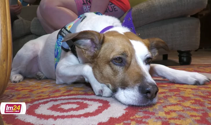  Ramona, su perra guía que la acompaña a todos lados.