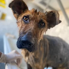 Roque, el perrito rescatado del abandono con sarna y dermatitis, busca una familia para siempre: cómo postularse