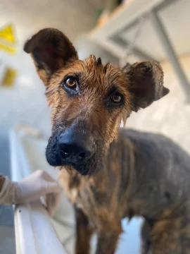 Roque, el perrito rescatado del abandono con sarna y dermatitis, busca una familia para siempre: cómo postularse Roque, el perrito rescatado del abandono con sarna y dermatitis, busca una familia para siempre: cómo postularse