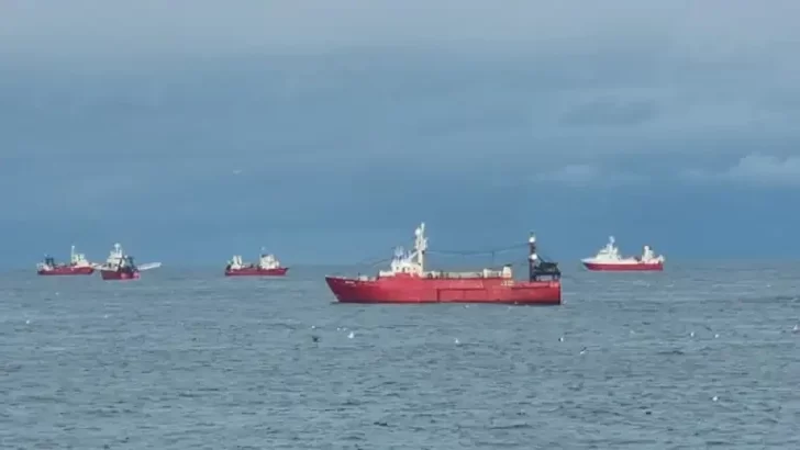 Datos alicientes para la zafra del Langostino: buenas capturas y de tallas grandes