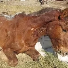 Murió uno de los caballos rescatados en Las Heras y denunciaron otro caso de abandono en la zona de chacras