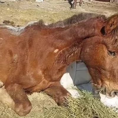 Murió uno de los caballos rescatados en Las Heras y denunciaron otro caso de abandono en la zona de chacras Murió uno de los caballos rescatados en Las Heras y denunciaron otro caso de abandono en la zona de chacras