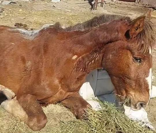 Murió uno de los caballos rescatados en Las Heras y denunciaron otro caso de abandono en la zona de chacras