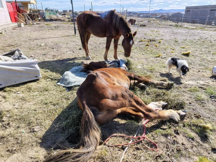  Claudio Pierrastegui confirmó ante La Opinión Austral que solicitó formalmente a la Justicia que los equinos queden bajo su custodia personal.