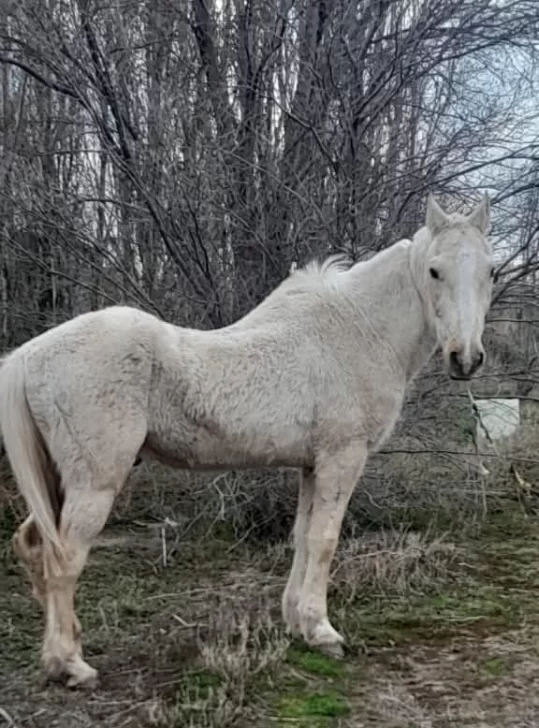 En las últimas horas, la Unión Vecinal recibió también la denuncia de otro caballo en estado de abandono en la zona sur de chacras.