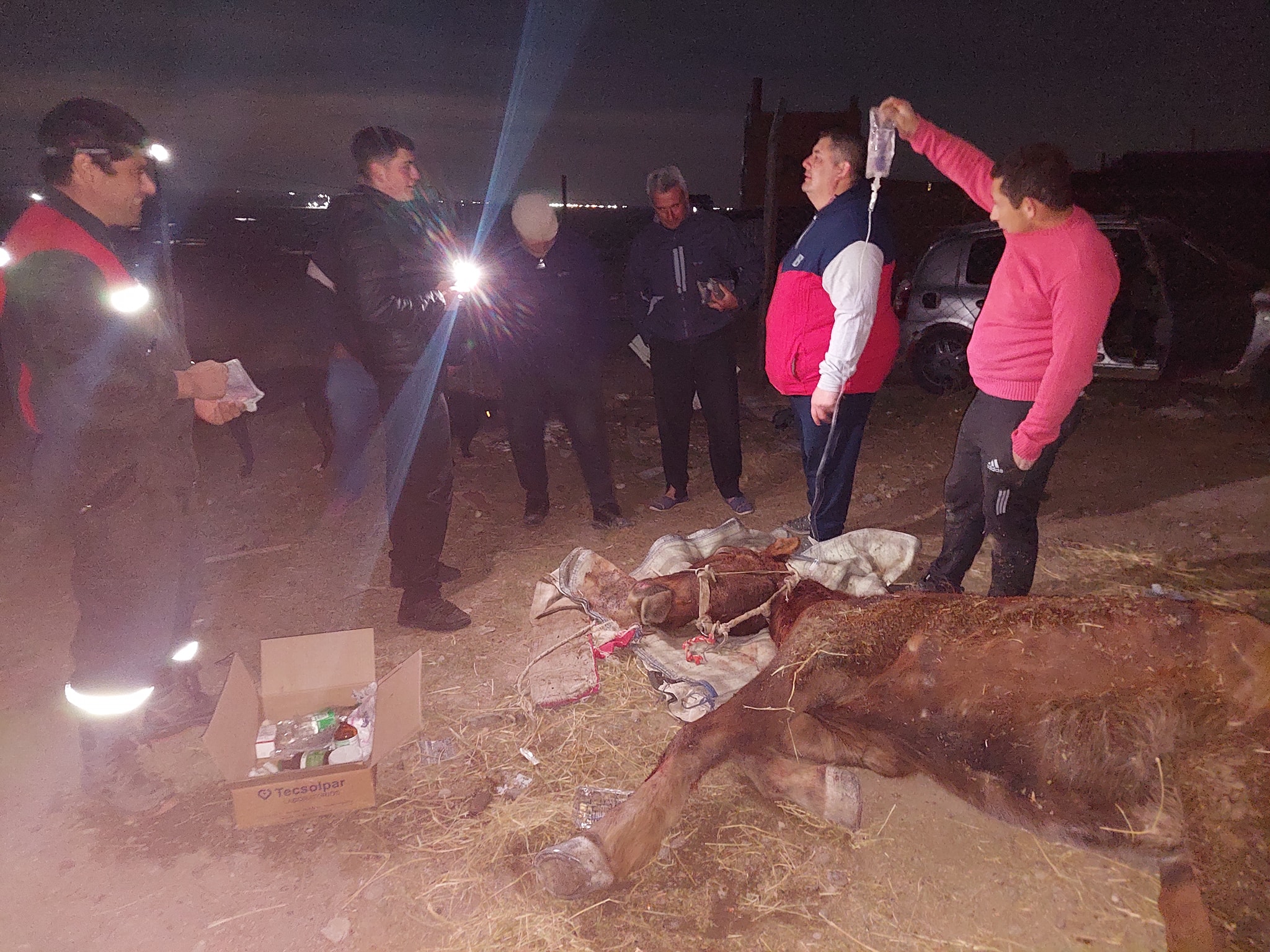  Durante más de diez horas canalizaron a uno de los equinos, le aplicaron antibióticos, calmantes y sueros.
