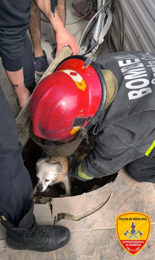 En Río Gallegos: perro quedó atrapado en una cámara cloacal y fue salvado por Bomberos