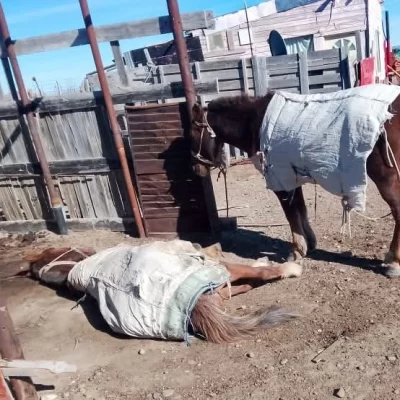 Caballos al borde de la muerte: un fallo judicial ordenó asistencia inmediata en Las Heras
