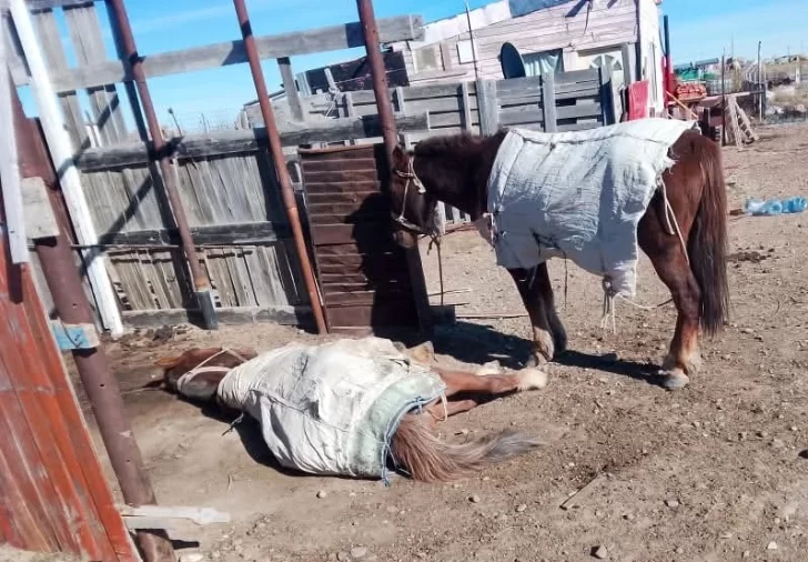 Caballos al borde de la muerte: un fallo judicial ordenó asistencia inmediata en Las Heras