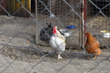 Mataron a una quincena de conejos de un jardín granja: “Los encontramos muertos y tirados por todo el predio”