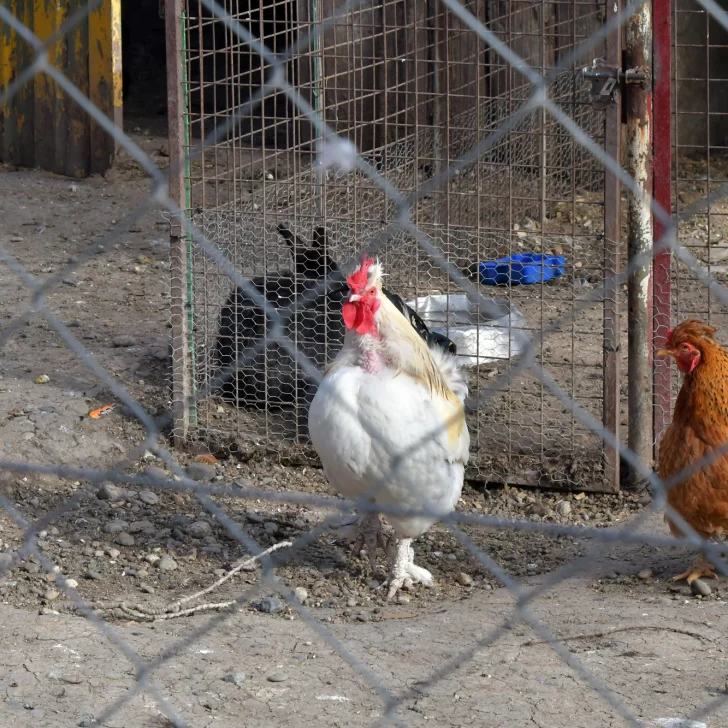 Mataron a una quincena de conejos de un jardín granja: “Los encontramos muertos y tirados por todo el predio”