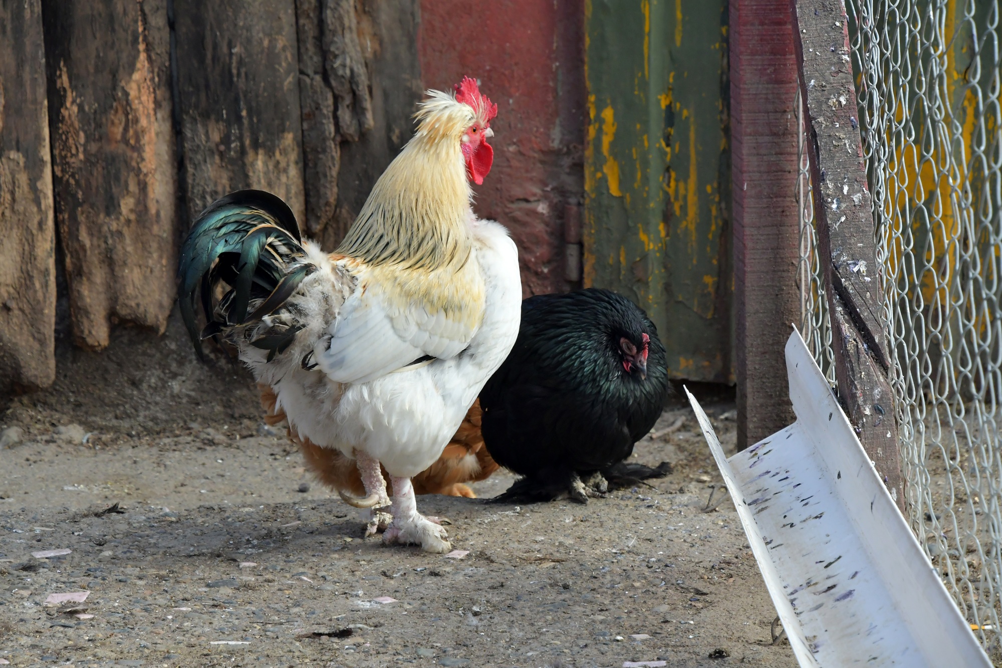  Los delincuentes ingresaron al gallinero, pero afortunadamente las aves no fueron lastimadas. Foto: José Silva/La Opinión Austral