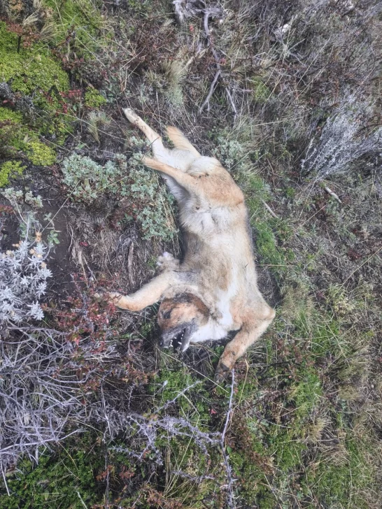  Uno de los perros muertos que fueron hallados en la zona.